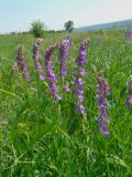 Vicia tenuifolia