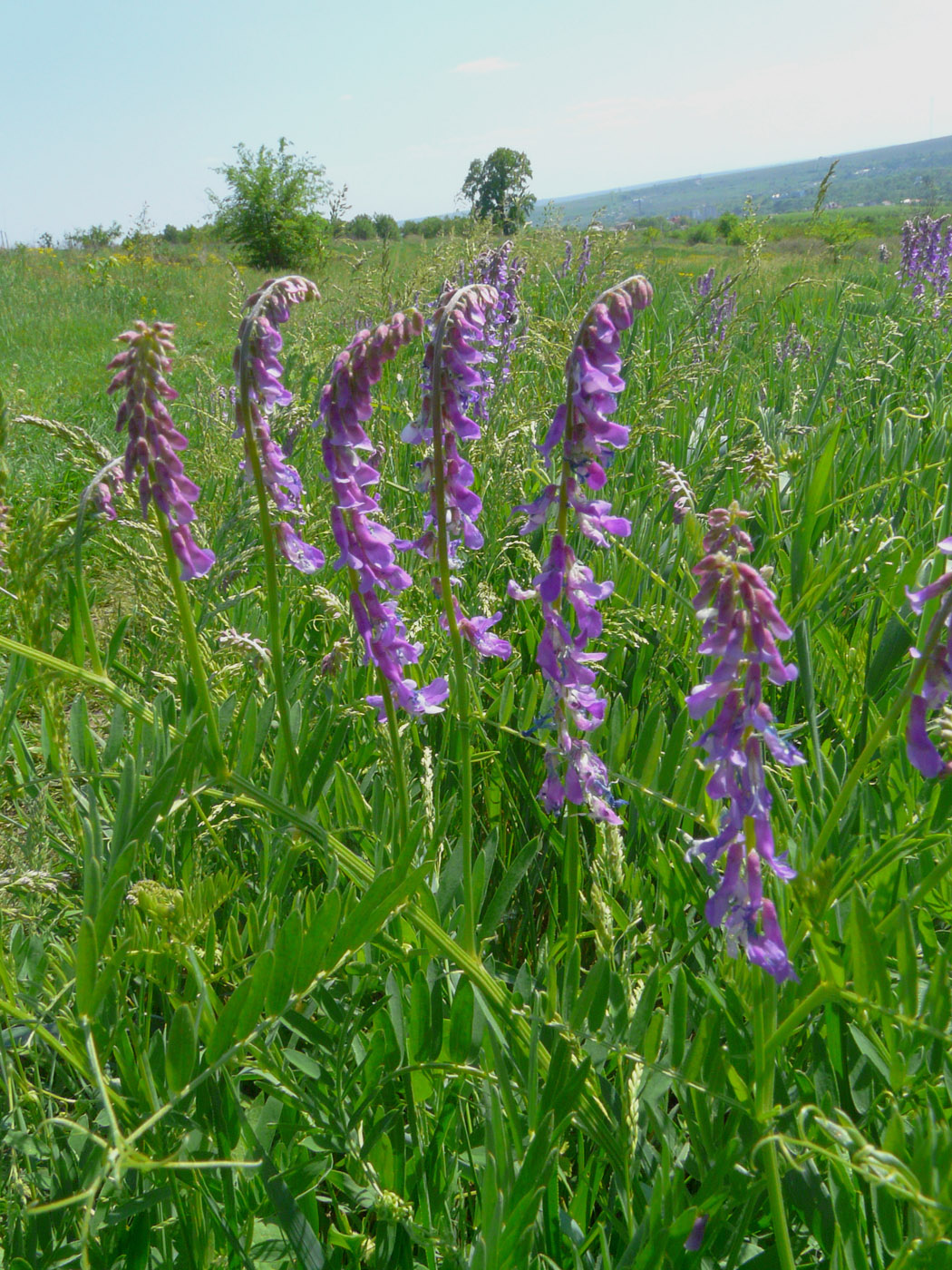 Image of Vicia tenuifolia specimen.