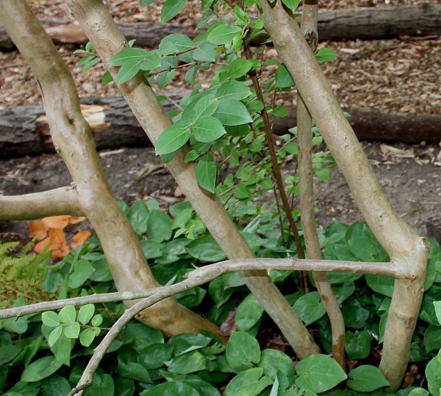 Image of Lagerstroemia indica specimen.