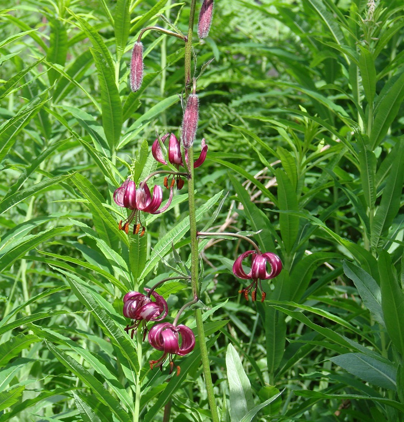 Image of Lilium pilosiusculum specimen.