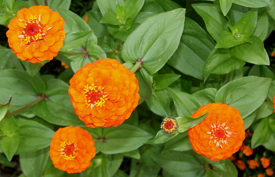 Изображение особи Zinnia elegans.