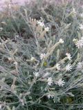 Silene thymifolia. Цветущее растение. Крым, Арабатская стрелка. 19 июня 2009 г.