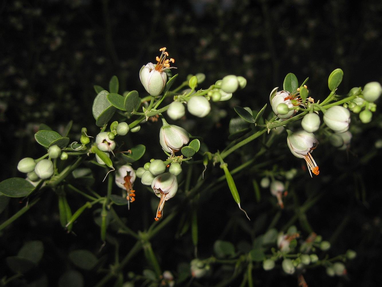 Image of Zygophyllum fabago specimen.