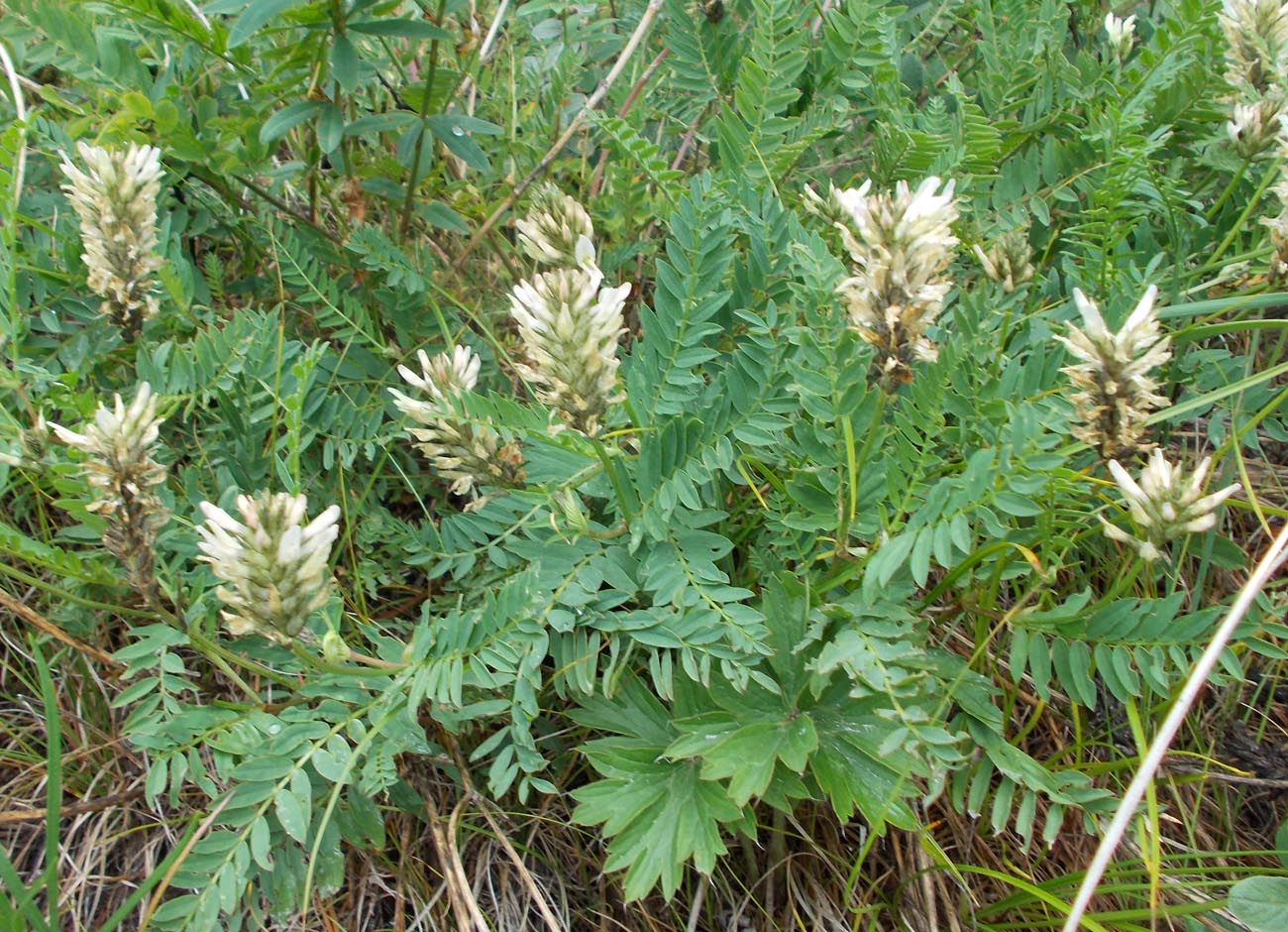 Изображение особи Astragalus inopinatus.