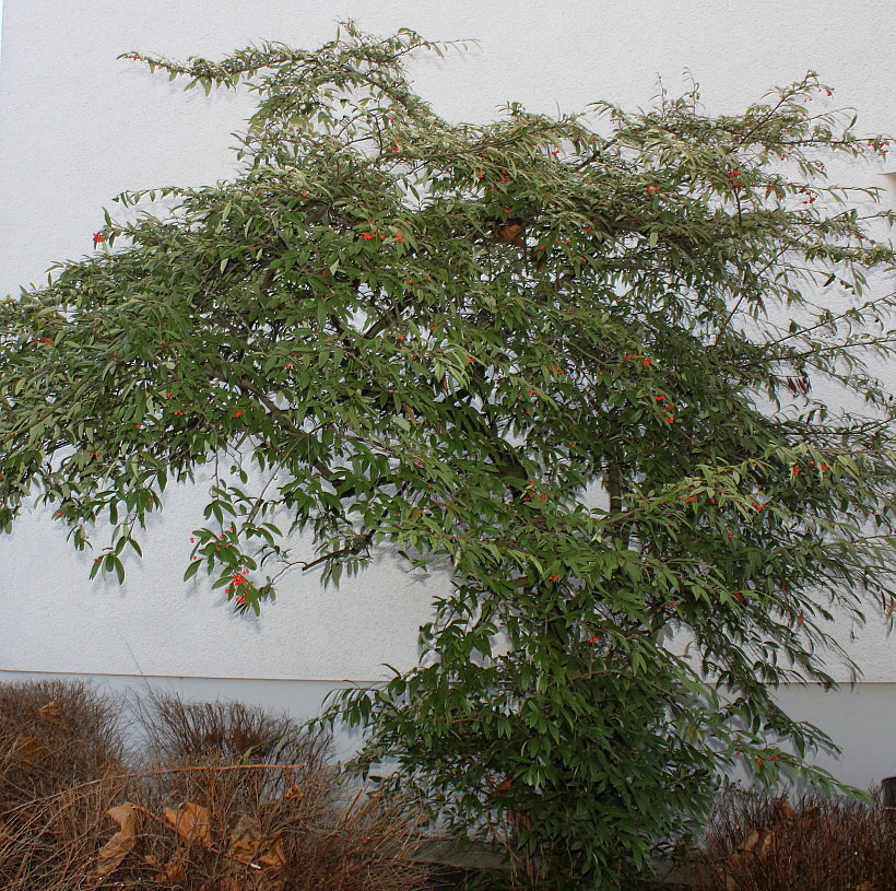 Image of Cotoneaster salicifolius var. henryanus specimen.