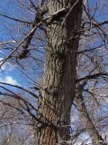 Populus nigra