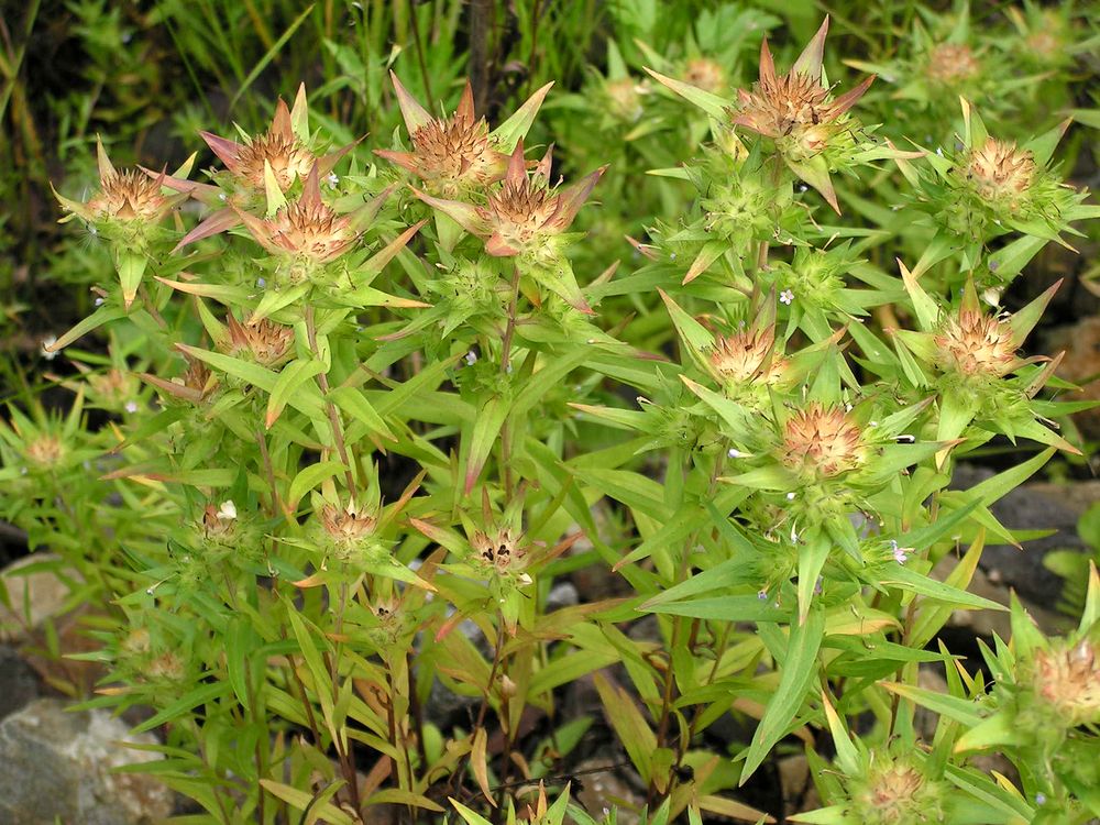 Image of Collomia linearis specimen.