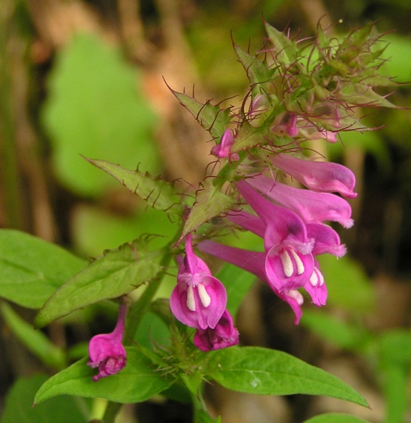 Image of Melampyrum setaceum specimen.