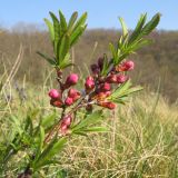 Amygdalus nana. Верхушка расцветающего растения. Краснодарский край, Новороссийский р-н, гора Рябкова, горная степь на вершине горы. 11.04.2014.