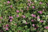 Trifolium resupinatum