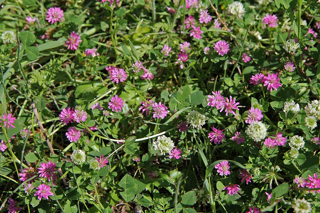 Image of Trifolium resupinatum specimen.