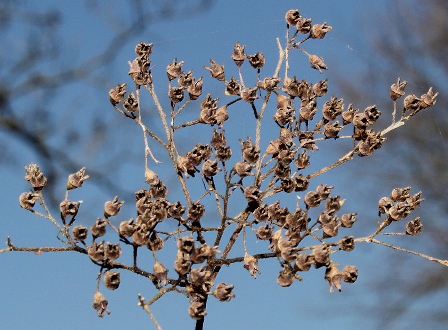 Image of Hydrangea heteromalla specimen.