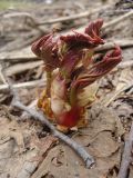 Filipendula camtschatica. Молодые побеги. Камчатский край, Петропавловск-Камчатский городской округ, склон сопки. 05.05.2014.