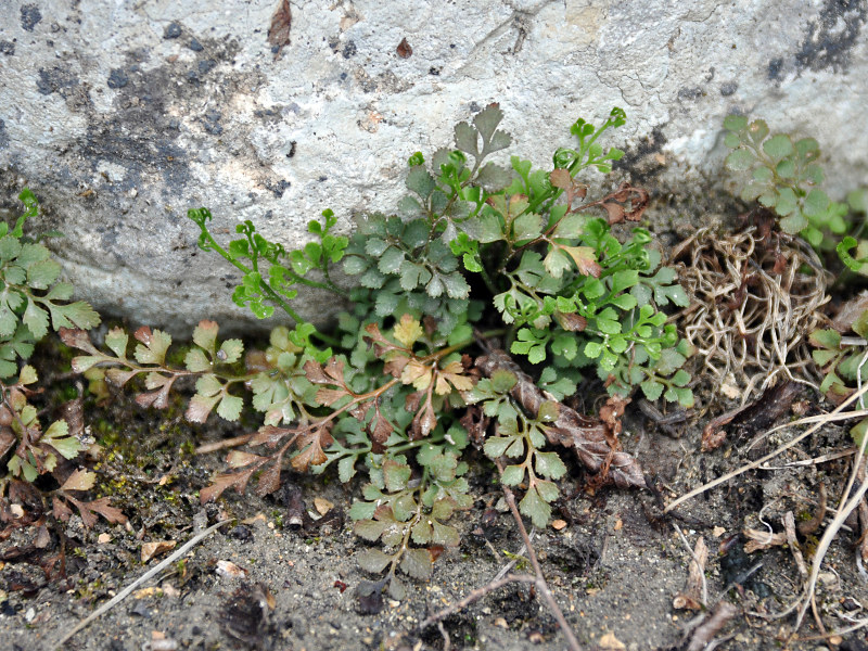 Изображение особи Asplenium ruta-muraria.