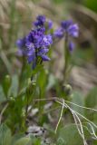 Polygala caucasica