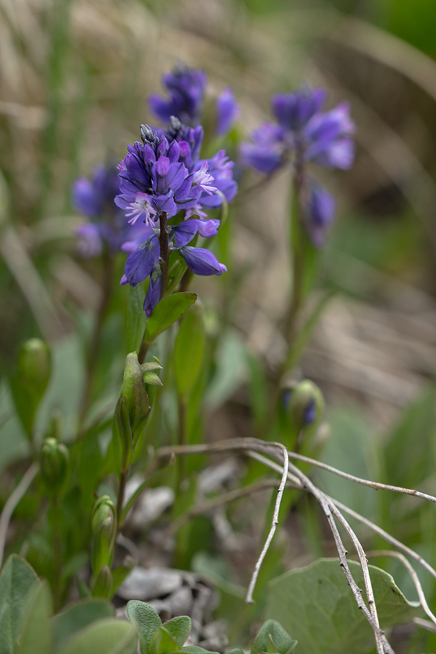 Изображение особи Polygala caucasica.