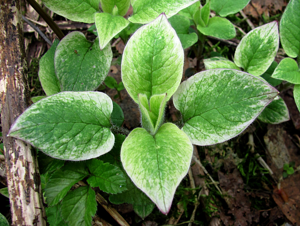 Image of Stellaria nemorum specimen.