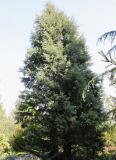 Hesperocyparis macnabiana. Взрослое дерево. Германия, г. Дюссельдорф, Ботанический сад университета. 04.05.2014.