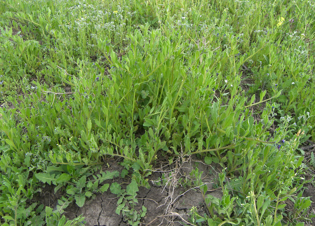 Image of Asperugo procumbens specimen.