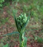 Lactuca chaixii