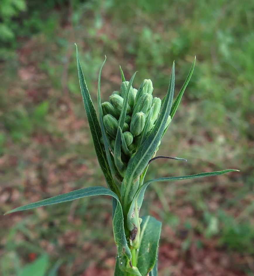 Изображение особи Lactuca chaixii.