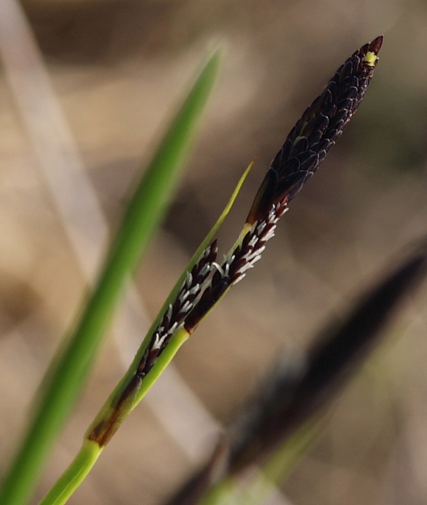 Image of genus Carex specimen.