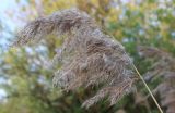 Phragmites australis. Верхушка сухого растения. Вологодская область, Череповецкий район. 20.05.2014.