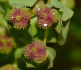 Euphorbia hierosolymitana