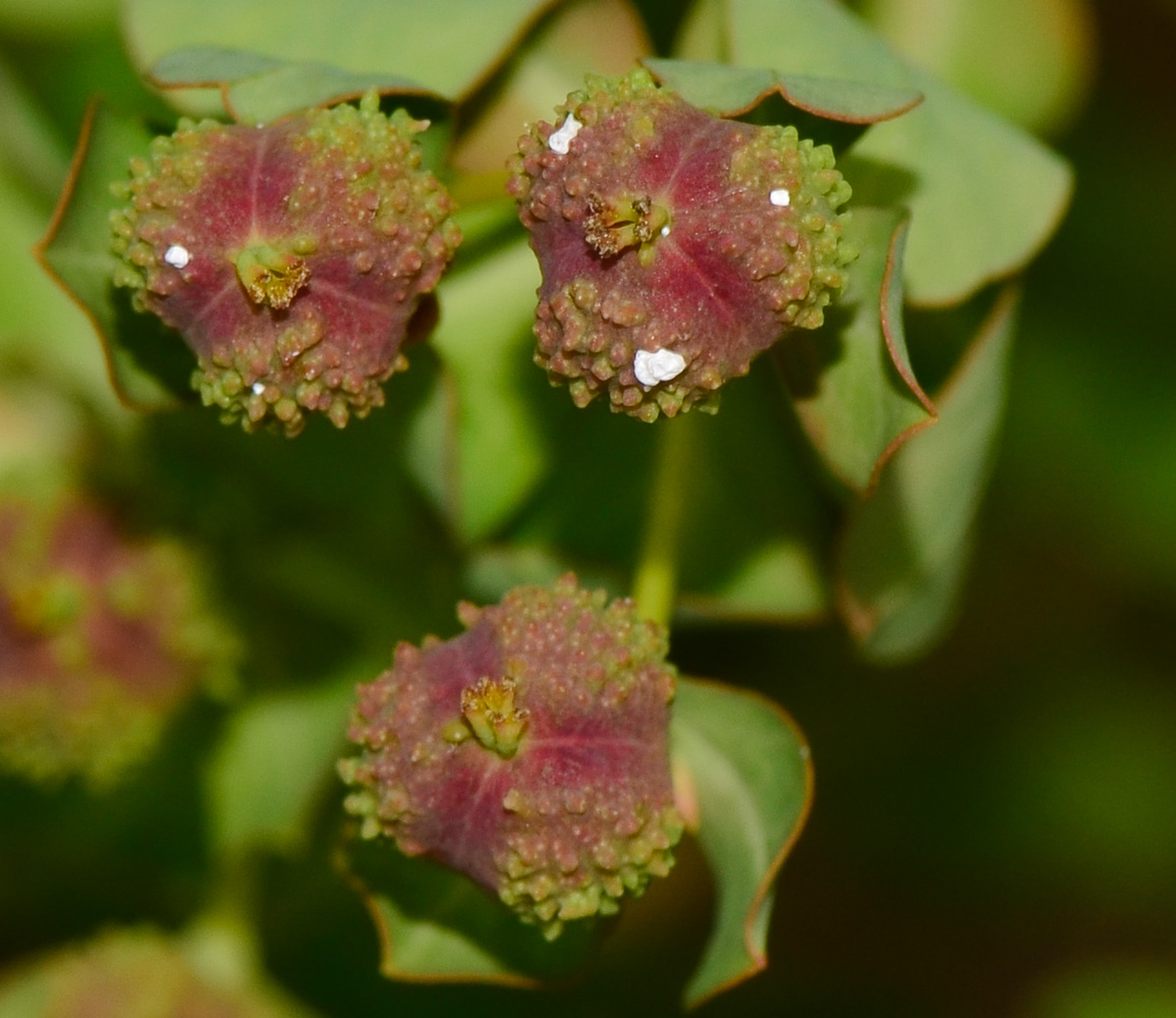 Image of Euphorbia hierosolymitana specimen.