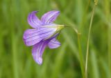 Campanula patula