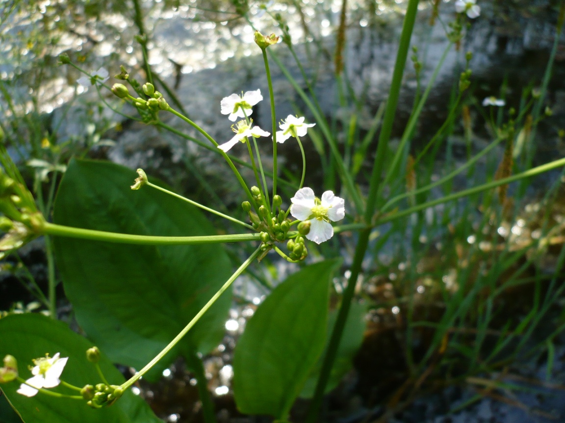 Изображение особи Alisma plantago-aquatica.
