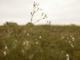 Asperula montana