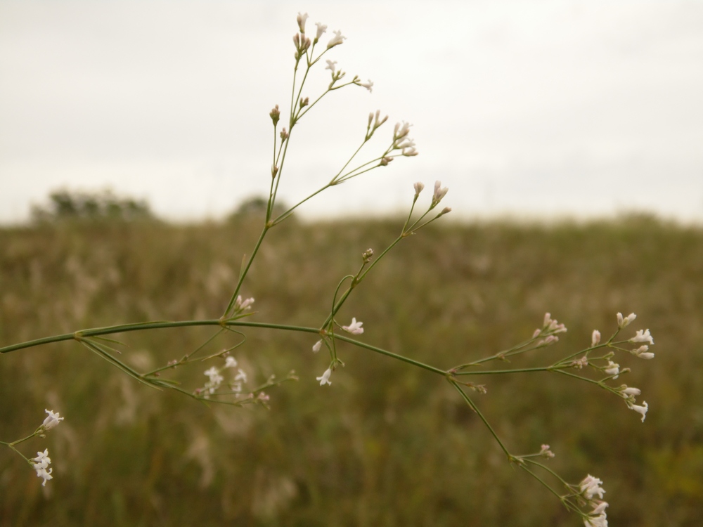 Image of Asperula montana specimen.