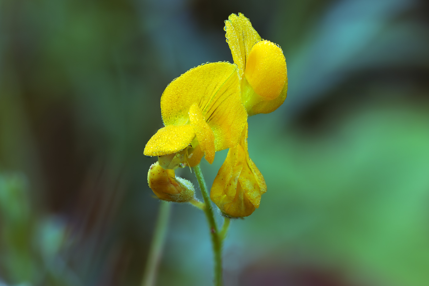 Image of Lathyrus pratensis specimen.