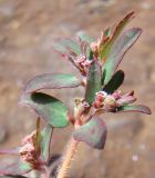 Euphorbia maculata