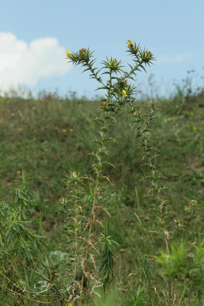 Изображение особи Carthamus lanatus.