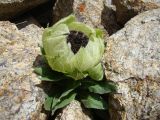 Saussurea involucrata