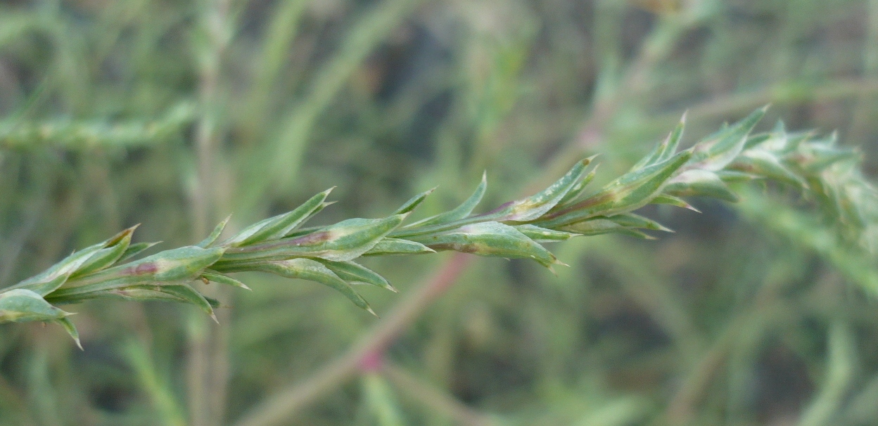 Изображение особи Salsola collina.