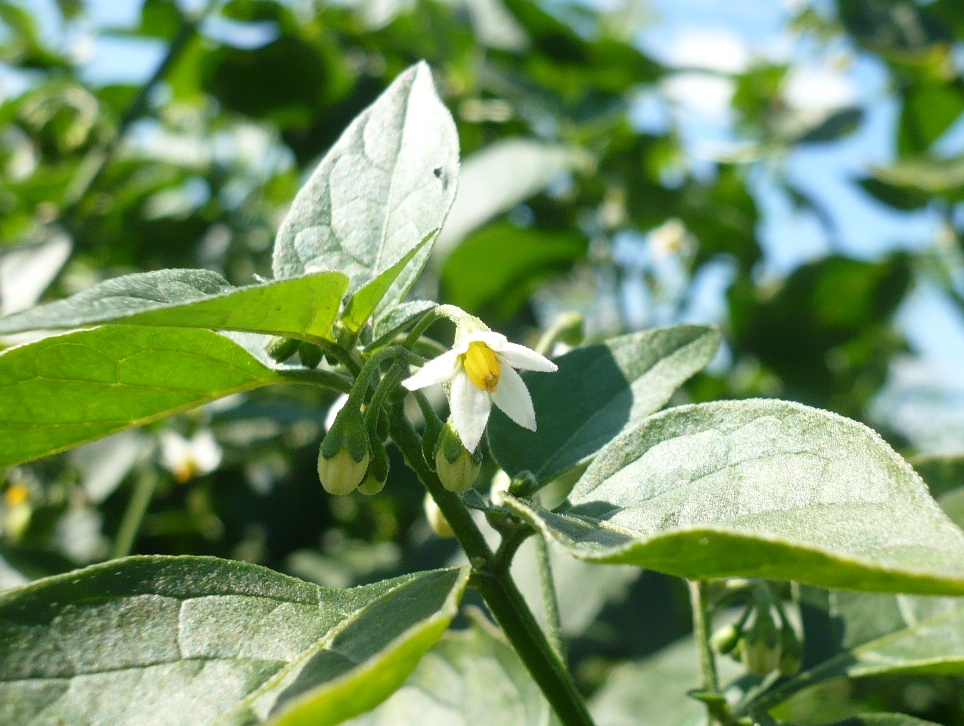 Изображение особи Solanum nigrum.