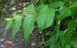 Leycesteria formosa. Побег. Германия, г. Дюссельдорф, Ботанический сад университета. 03.07.2014.