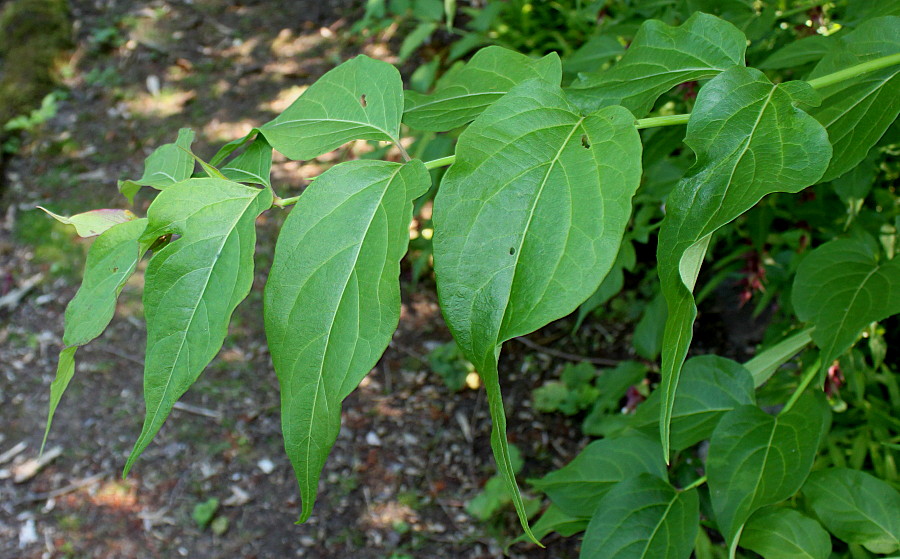 Image of Leycesteria formosa specimen.