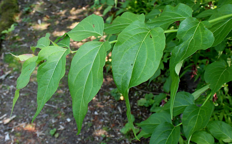 Изображение особи Leycesteria formosa.