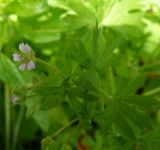 Geranium pusillum