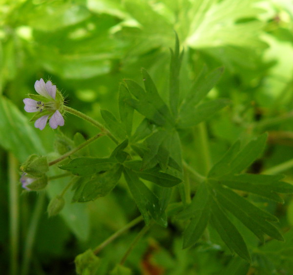 Изображение особи Geranium pusillum.