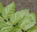 Filipendula ulmaria ssp. denudata