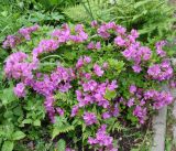 Rhododendron