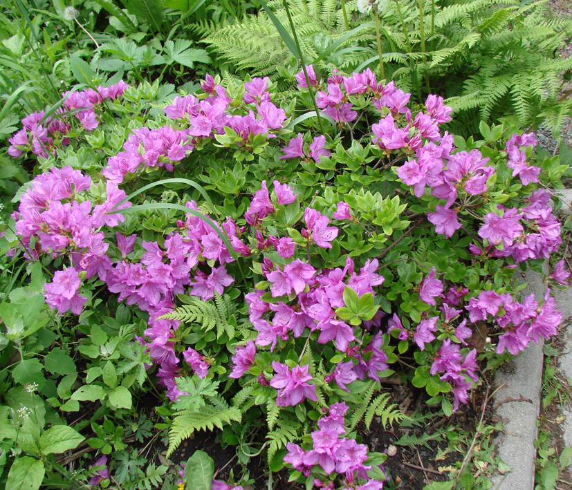 Image of genus Rhododendron specimen.