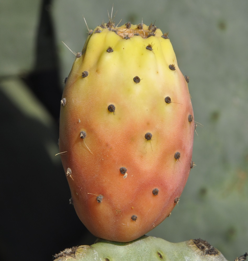 Изображение особи Opuntia ficus-indica.