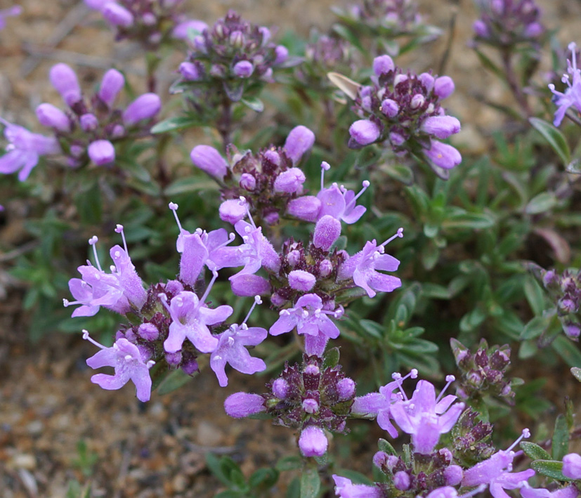 Изображение особи Thymus baicalensis.