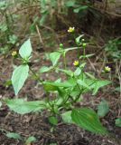 Galinsoga parviflora. Растение в тенистой части сада. Краснодарский край, Кущевский р-н, станица Шкуринская. 04.08.2009.